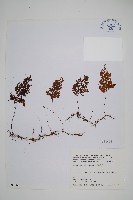 細葉蕗蕨藏品圖，第1張