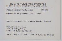 細葉蕗蕨藏品圖，第2張