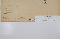 南海瓶蕨藏品圖，第2張