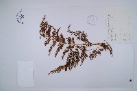 烏蕨藏品圖，第1張