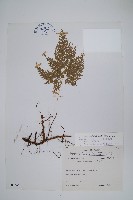 海州骨碎補藏品圖，第1張