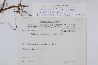 海州骨碎補藏品圖，第2張