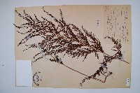 烏蕨藏品圖，第1張