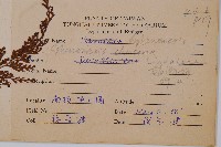 烏蕨藏品圖，第2張