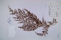 烏蕨藏品圖，第1張