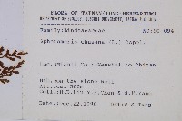 烏蕨藏品圖，第2張