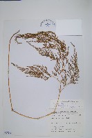 日本金粉蕨藏品圖，第1張