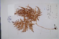 闊片烏蕨藏品圖，第1張