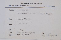 闊片烏蕨藏品圖，第2張