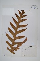 崖薑蕨藏品圖，第1張