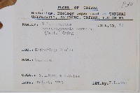 崖薑蕨藏品圖，第2張