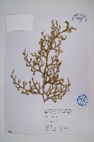 過山龍藏品圖，第1張