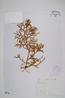 過山龍藏品圖，第1張