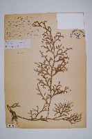 過山龍藏品圖，第1張