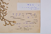 過山龍藏品圖，第2張