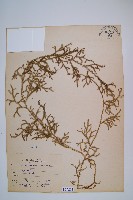 過山龍藏品圖，第1張