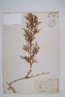 過山龍藏品圖，第1張