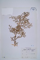 過山龍藏品圖，第1張