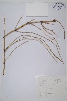 木賊藏品圖，第1張