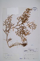 過山龍藏品圖，第1張