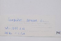 過山龍藏品圖，第2張