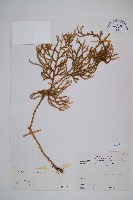 過山龍藏品圖，第1張