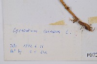 過山龍藏品圖，第2張