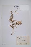 過山龍藏品圖，第1張