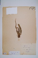 福氏石松藏品圖，第1張