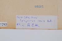 福氏石松藏品圖，第2張