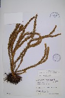 福氏石松藏品圖，第1張