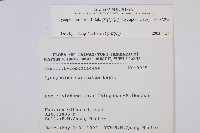 福氏石松藏品圖，第2張