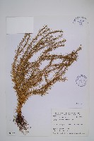 柳杉葉蔓石松藏品圖，第1張