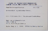 柳杉葉蔓石松藏品圖，第2張