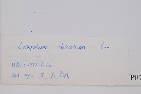 玉柏、玉柏石松藏品圖，第2張