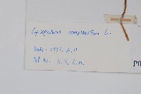 地刷子藏品圖，第2張