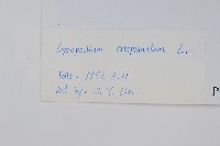 地刷子藏品圖，第2張