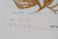 地刷子藏品圖，第2張