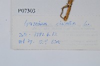 石松藏品圖，第2張