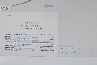 石松藏品圖，第2張