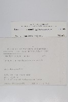 石松藏品圖，第2張