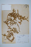 石松藏品圖，第1張