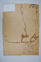 石松藏品圖，第1張