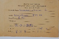 石松藏品圖，第2張