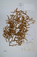 石松藏品圖，第1張