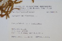 石松藏品圖，第2張