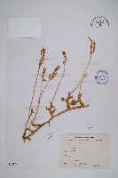 石松藏品圖，第1張