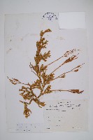 石松藏品圖，第1張