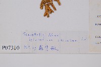 石松藏品圖，第2張