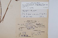 斜方複葉耳蕨藏品圖，第2張